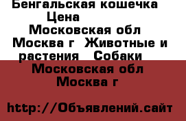 Бенгальская кошечка › Цена ­ 23 000 - Московская обл., Москва г. Животные и растения » Собаки   . Московская обл.,Москва г.